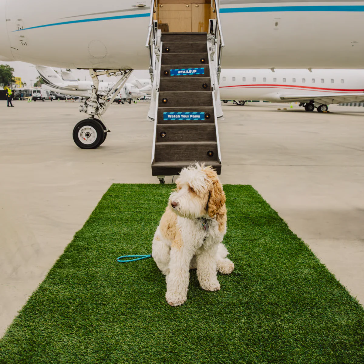 The World's Best Dog-First Travel